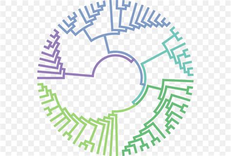 Molecular Evolution Phylogenetic Tree Molecular Biology Phylogenetics, PNG, 555x555px, Evolution ...