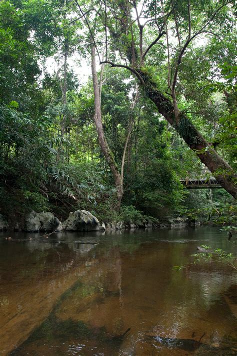 Taman-Negara-(3) – Chris Hill Wildlife Photography