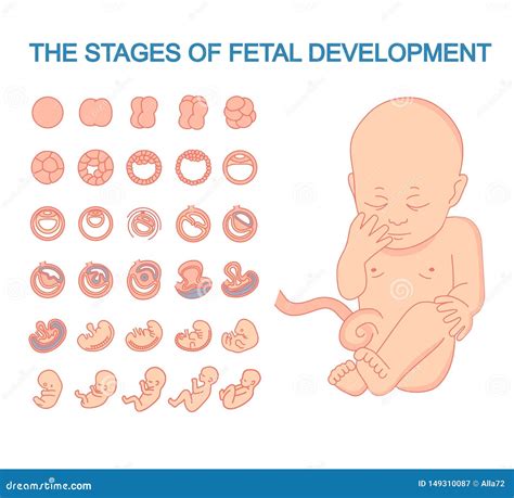 Baby Growth Stages During Pregnancy