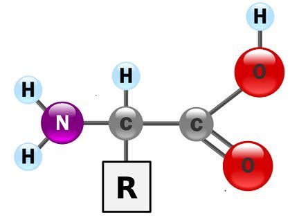 Polypeptide Structure, Formation & Examples - Lesson | Study.com