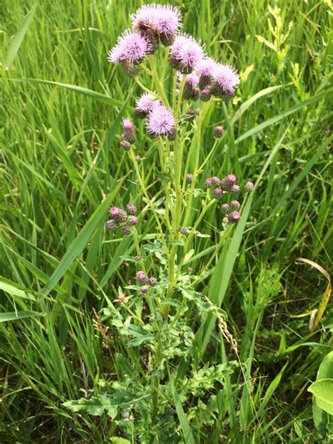 Ye olde creeping thistle | Memos from the Field