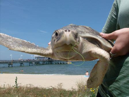 13 Sea Turtles Recovering At Virginia Aquarium After Being Hooked