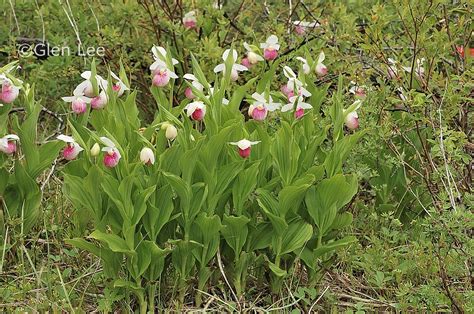 Cypripedium reginae photos Saskatchewan Wildflowers