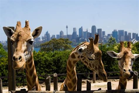 Sydney Taronga Zoo General Entry Ticket: Triphobo