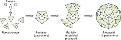 Viral Structure, Classification, and Replication | Oncohema Key