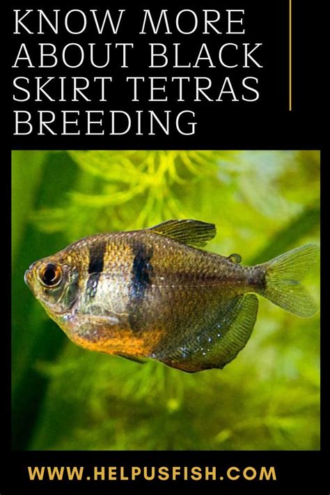 Breeding Black Skirt Tetras: What You Need to Know