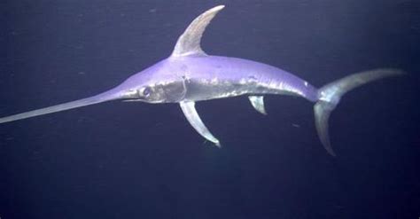 Are Swordfish Endangered? How The Population Has Evolved