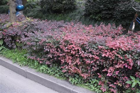 Loropetalum chinense (Chinese Fringe Flower, Fringe Flower, Loropetalum) | North Carolina ...