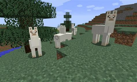 How To Breed Llamas in Minecraft