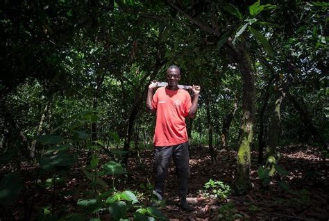 Ghana's cocoa production relies on the environment, which needs better protection