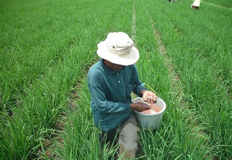 Pemupukan Tepat pada Tanaman Padi