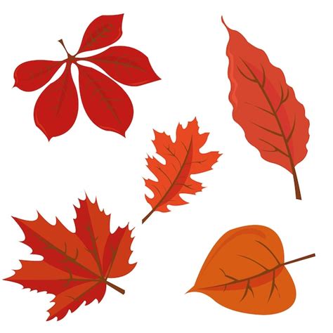 Premium Vector | AUTUMN LEAVES