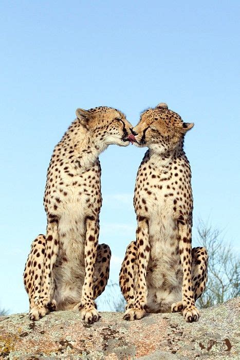 Wild Kiss | Animals kissing, Animals beautiful, Animals