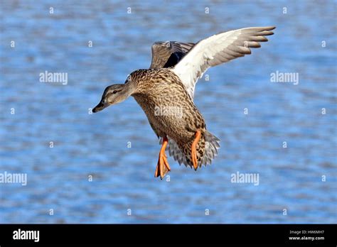 Female Mallard Duck Flying