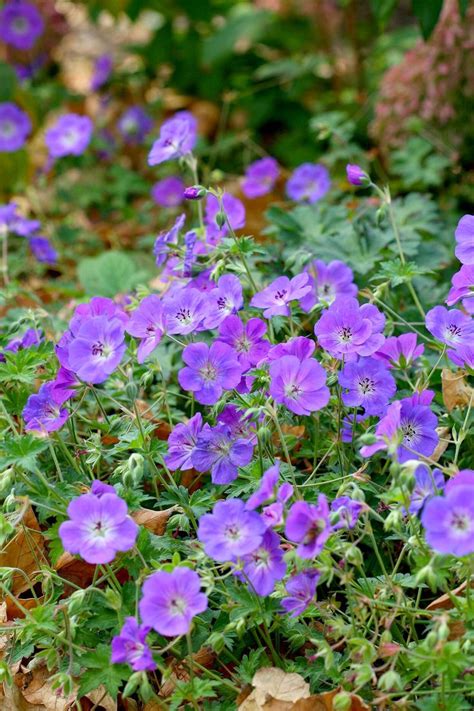 White Perennial Flowers That Bloom All Summer Stunning Perennials | Images and Photos finder