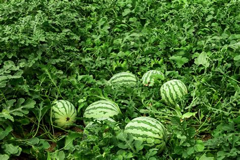 How to Grow Yellow Watermelons