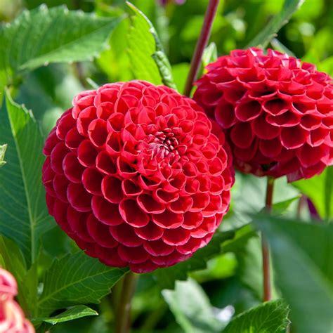 Cornel Dahlias | Buy your Dahlia Tubers online | Bulbs Direct NZ