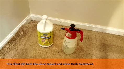 Pet Urine Carpet Cleaning- Virginia Carpet Repair and Cleaning - YouTube