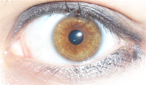 File:Light brown.amber eye.JPG - Wikimedia Commons