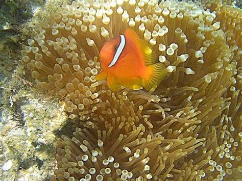 Clownfish Ventilate Anemones | Symbiosis | Live Science