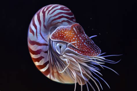 Cephalopod Eyes: Windows to an alien existence | Earth Archives