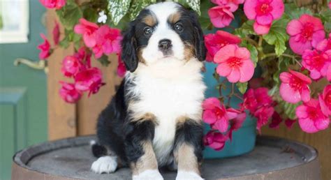 Miniature Bernese Mountain Dog.Meet Emma a Puppy for Adoption.