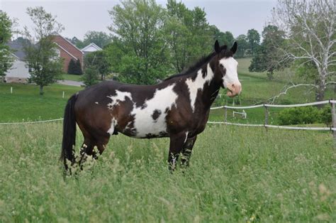 What Color Is This Horse? Part I: Pintos | HORSE NATION