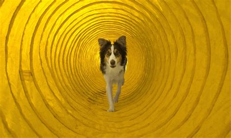 Dog Agility Training: How to Start, According to Experts | BeChewy