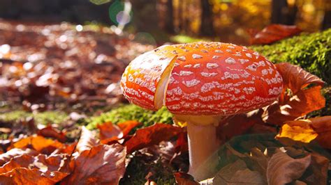 Why Do Some Mushrooms Have "Hallucinogenic" Effects?