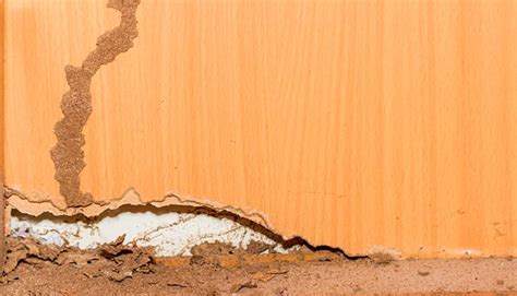 Termite Mud Tube: What Does It Look Like and How To Get Rid of It