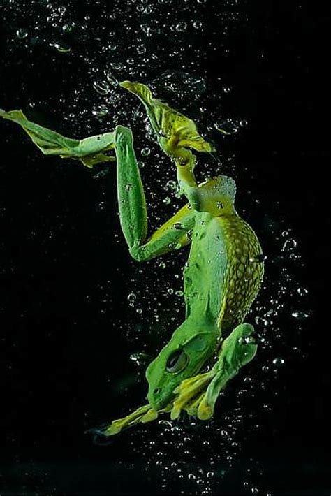 The Surprising Grace of a Frog Underwater (PHOTOS) | The Weather Channel - Articles from The ...