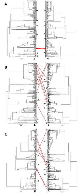 Genome-informed investigation of the molecular evolution and genetic reassortment of severe ...