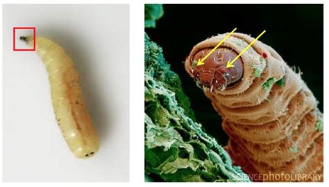 Do Maggots Like The Dark? Shedding Light On Maggot Behavior