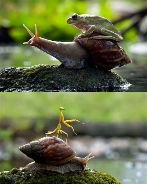 Snails: Nature's noble steed | Funny animals, Funny animal pictures, Animals