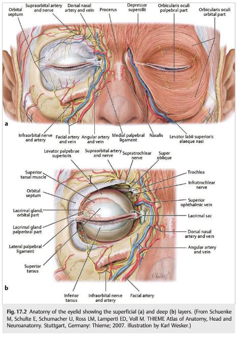 Neuro-ophthalmology Illustrated Chapter 17 – Disorders of the Eyelid 1 ...