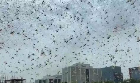 Locust invasion: 'Biblical' plague sends dark cloud over India | World ...