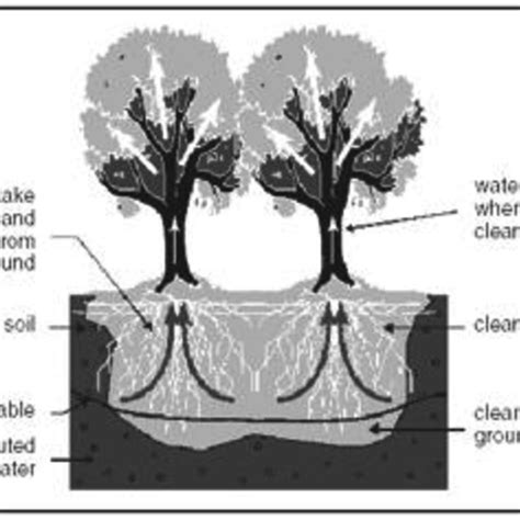 Schemmatic diagram of the steps involved in use of plants for... | Download Scientific Diagram