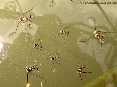 Water Striders | Nature, Cultural, and Travel Photography Blog