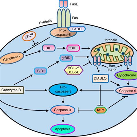 (PDF) Revisiting caspases in sepsis