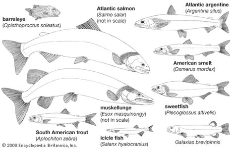 Protacanthopterygian - Migration, Spawning, Migration | Britannica