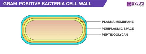 Gram Positive Bacteria - Characteristics And Structure