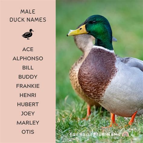 200+ Best Duck Names (Cute, Funny, and Quack-tastic) - Every Little Name