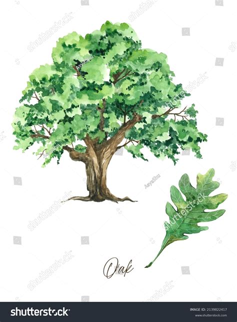 Hand Painted Watercolor Illustration Oak Tree Stock Illustration ...