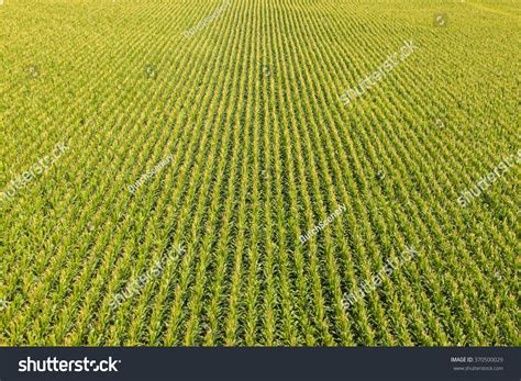 Aerial View Farm Field Rows Corn Stock Photo 370500029 | Shutterstock