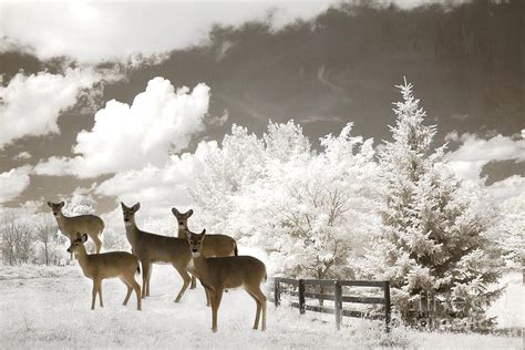 Deer Nature Winter - Surreal Nature Deer Winter Snow Landscape Photograph by Kathy Fornal