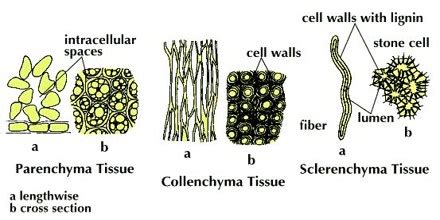 Cortex Formation in Plants - QS Study