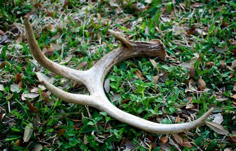 Western Outdoors : Finding Deer Antler Sheds