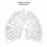 Structure Of Lungs Diagram Unlabeled Human With Bronch sketch template