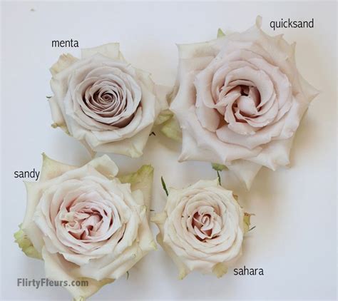 Brown Rose Color Study featuring 12 Varieties of Roses