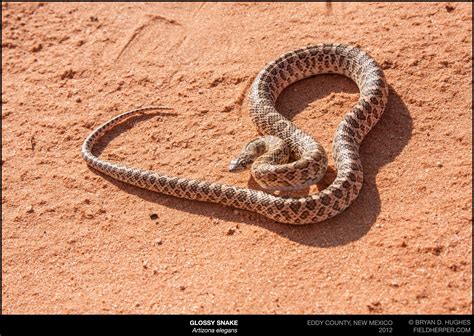 Glossy Snake | Cave Creek Snakes